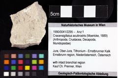 Foto (Objket + Etiketten) von Cracensigillatus acutirostris (Moericke, 1889) 